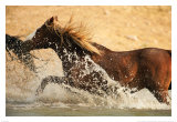 Running through Water Posters by Jerry Sintz Running through Water Posters by Jerry Sintz
