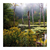 A Misty Morning I Print by Rick Schimidt