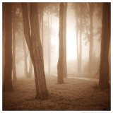 Woods Study II Poster by Alan Klug