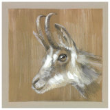Le Bouquetin Prints by Pascal Cessou