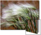 Prairie Grass Posters por Raymond Gehman Prairie Grass Posters por Raymond Gehman