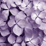 Bunch of Flowers IV Posters by Tony Koukos