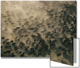 An Aerial View of a Herd of Wildebeests Prints by Chris Johns