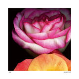 Blush Roses Limitierte Auflage von Pip Bloomfield