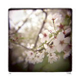Cherry Blossoms Limited Edition by Rebecca Tolk