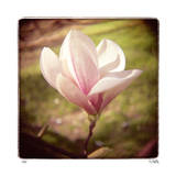 Magnolia de primavera Edición limitada por Rebecca Tolk