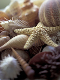 Tropical Shells Prints by Michele Westmorland
