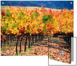 Autumn Colours in a Vineyard, Napa Valley, United States of America Prints by Jerry Alexander