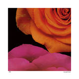 April Roses Limitierte Auflage von Pip Bloomfield