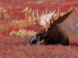 Bull Moose in Denali National Park, Alaska, USA Prints by Dee Ann Pederson