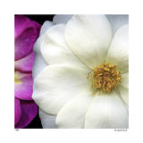 Garden Roses Spesialversjon av Pip Bloomfield Garden Roses Spesialversjon av Pip Bloomfield