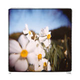 Narcisos Edición limitada por Rebecca Tolk