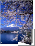 Cherry Blossoms and Mt. Fuji Prints