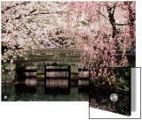 Cherry Blossoms, Mishima Taisha Shrine, Shizuoka Posters