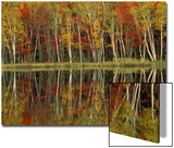 Fall Foliage and Birch Reflections, Hiawatha National Forest, Michigan, USA Posters by Claudia Adams
