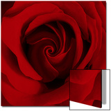 Extreme Close-up of Red Rose Posters by James Guilliam