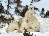 Polar Bear (Ursus Maritimus) Mother with Triplets, Wapusk National Park, Churchill, Manitoba Posters por Thorsten Milse Polar Bear (Ursus Maritimus) Mother with Triplets, Wapusk National Park, Churchill, Manitoba Posters por Thorsten Milse