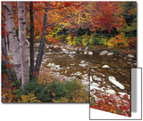 Swift River with Aspen and Maple Trees in the White Mountains, New Hampshire, USA Poster by Darrell Gulin