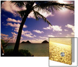 Palm Trees on the Beach at Sunset, Lanikai, U.S.A. Poster by Ann Cecil
