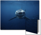 Great White Shark, Swimming, South Australia Poster by Gerard Soury