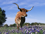 Texas Longhorn Cow, in Lupin Meadow, Texas, USA Prints by Lynn M. Stone