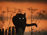 Black Domestic Cat Silhouetted Against Sunset Sky, Eyes Reflecting the Light, UK Art by Jane Burton