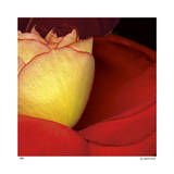 Rote Rose Limitierte Auflage von Pip Bloomfield