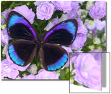 Blue and Black Butterfly on Lavender Flowers, Sammamish, Washington, USA Posters by Darrell Gulin