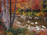 Swift River with Aspen and Maple Trees in the White Mountains, New Hampshire, USA Print by Darrell Gulin