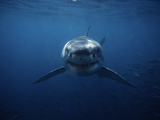 Great White Shark, Swimming, South Australia Posters por Gerard Soury Great White Shark, Swimming, South Australia Posters por Gerard Soury