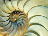Close-up of Nautilus Shell Spirals Posters by Eric Kamp