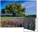 Live Oak, Paintbrush, and Bluebonnets in Texas Hill Country, USA Print by Adam Jones