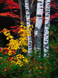 Fall Color, Old Forge Area, Adirondack Mountains, NY Print by Jim Schwabel