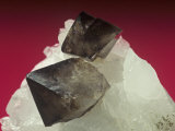 Scheelite Crystals on Quartz, China Photographic Print by Mark Schneider