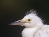Snowy Egret Fledgling, Egretta Thula, Florida, USA Photographic Print by Arthur Morris