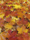 Maple Leaves, Acer, on Autumn Eastern Deciduous Forest Floor, USA Photographic Print by Adam Jones