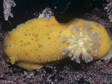 Monterey Dorid Nudibranch (Archidoris Montereyensis), California, Usa, Pacific Ocean Photographie par Stan Elems