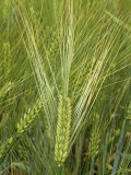 Barley Flowers (Hordeum Vulgare) Photographic Print by Walt Anderson