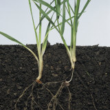 Two Wheat Plants Growth Stage 21 Showing Long Sub-Crown Internode and No Internode Photographic Print by Nigel Cattlin
