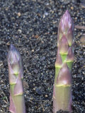 Asparagus Stems Emerging from the Soil (Asparagus Officinalis), Mary Washington Variety Photographic Print by Wally Eberhart