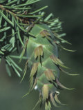 Douglas Fir Female or Seed Cone, Pseudotsuga Menziesii, Western North America Photographic Print by John & Barbara Gerlach