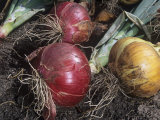 Onions Pulled and Set Out to Dry (Allium Cepa) Photographic Print by Wally Eberhart
