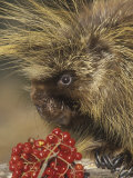 Porcupine Face, Erethizon Dorsatum, North America Photographic Print by Joe McDonald