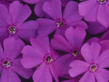 Creeping Phlox Flowers, Phlox Subulata Photographic Print by John & Barbara Gerlach