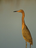 Reddish Egret, Egretta Rufescens, Florida, USA Photographic Print by Arthur Morris