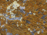 Orange Crustose Lichens Growing on a Rock, Caloplaca Elegans, South Orkney Islands Lámina fotográfica por Gerald & Buff Corsi