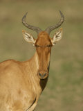Head View of a Hartebeest, Alcelaphus, Tanzania, Africa Photographic Print by Arthur Morris