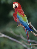 Red-And-Green Macaw, Amazon Rainforest, Amazonas, Brazil, South America Photographic Print by Arthur Morris