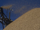 Wood Chips for Making Paper Photographic Print by Ned Therrien