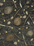 A Variety of Flowering Plant Seeds Photographic Print by Wally Eberhart